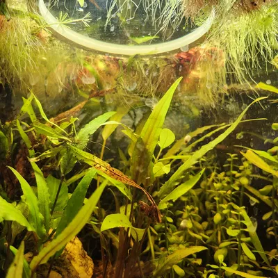 Vòng Kiểm Soát Cây Nổi (Duckweed Ring)