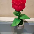 Mô hình hoa hồng lắp ráp (Rosa per Sant Jordi) làm quà tặng - Thumbnail 5
