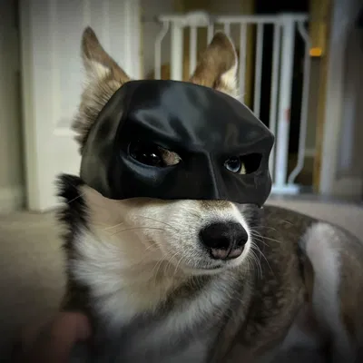 Mặt nạ Batman cho Chó/Mèo