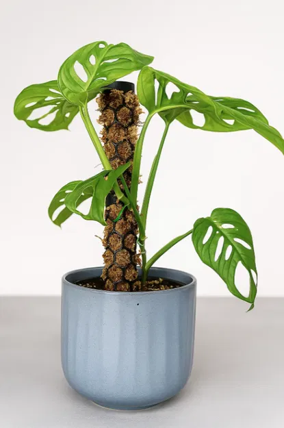 Palik leo mộc (Moss Pole) lắp ghép cho cây kiểng lá - Image 1