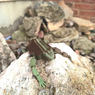 Flexy Frog - Mô hình ếch khớp nối linh hoạt với tay chân cử động được