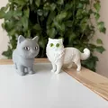 Mô hình Mèo Ba Tư (Persian Cat) 3D sống động - Thumbnail 7