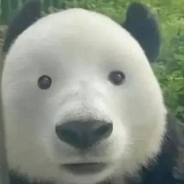 Mô hình gấu trúc Panda đáng yêu - File in 3D trang trí đẹp mắt