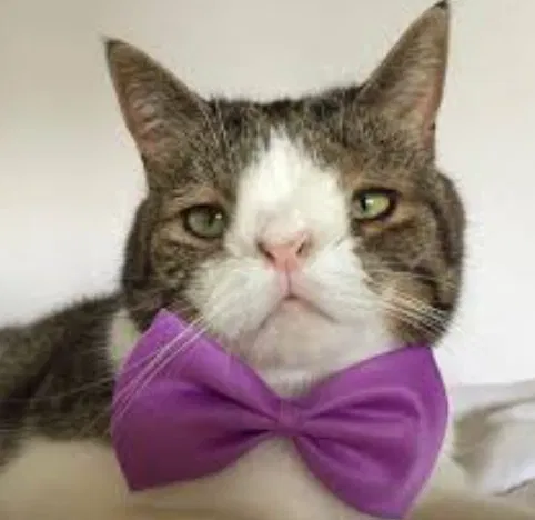 Mô hình nơ bướm 3D độc đáo cho thú cưng đáng yêu - Image 1