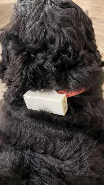 Vỏ gắn vòng cổ cho thiết bị định vị GPS thú cưng, tương thích với Weenect XS - Image 5