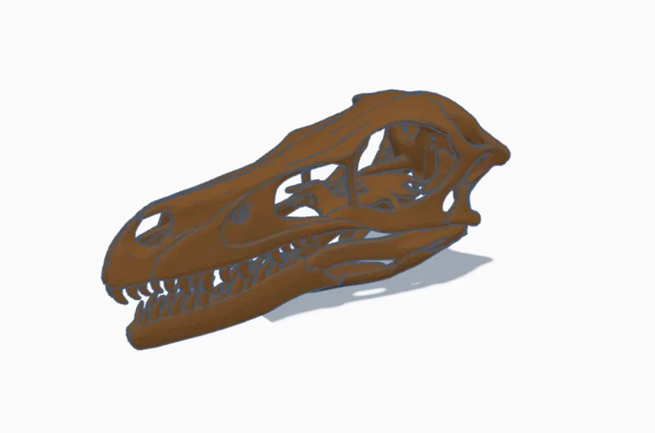 Mô hình hộp sọ khủng long Velociraptor kích thước thật in 3D - Image 3