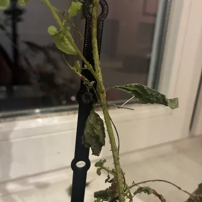 Cọc cắm hỗ trợ cho chậu hoa