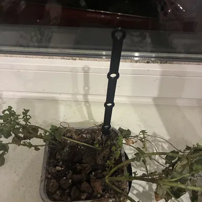 Cọc cắm hỗ trợ cho chậu hoa