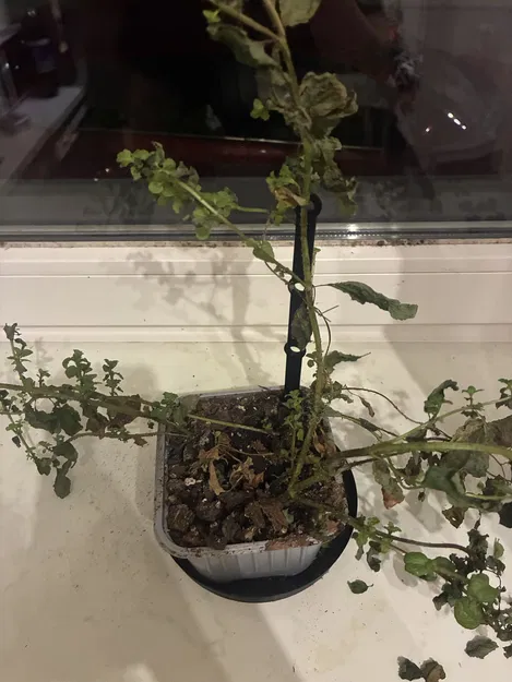 Cọc cắm hỗ trợ cho chậu hoa - Image 3