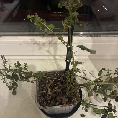 Cọc cắm hỗ trợ cho chậu hoa