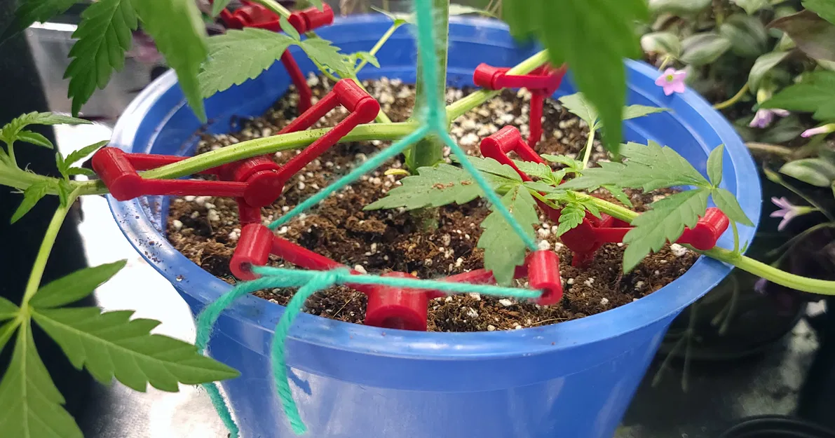 BranchGuide – Hệ thống cọc hỗ trợ uốn cành LST (Cần sa / Cà chua / Ớt) - Image 1