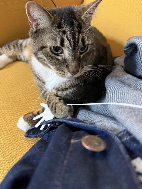 Đồ chơi in 3D hình bàn tay cho mèo (Handy Play Toy Stringy) - Image 1