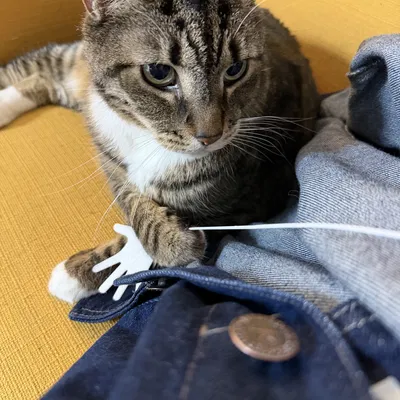 Đồ chơi in 3D hình bàn tay cho mèo (Handy Play Toy Stringy)