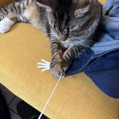 Đồ chơi in 3D hình bàn tay cho mèo (Handy Play Toy Stringy)