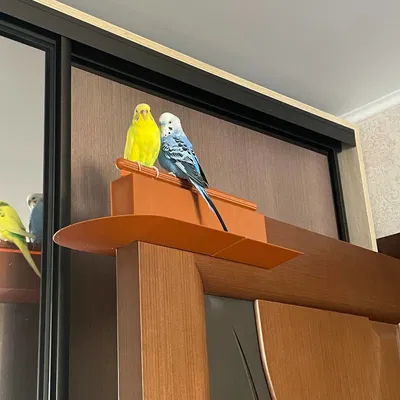 Giá đỡ đậu trên cửa cho vẹt (Chống vẹt phóng uế)