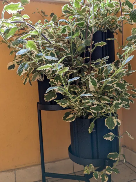 Chậu cây 8 cạnh: hỗ trợ vase mode và tự tưới nước - Image 1