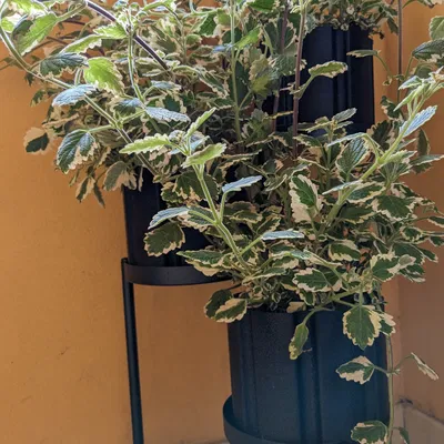 Chậu cây 8 cạnh: hỗ trợ vase mode và tự tưới nước