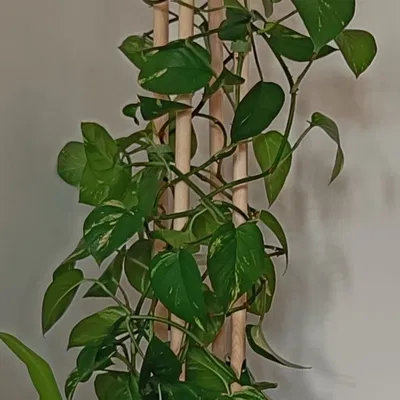 Khung đỡ cây trồng trong nhà (Plant support)
