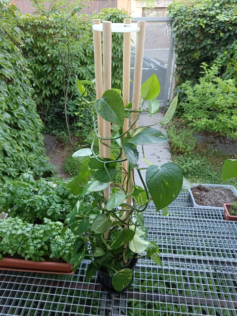 Khung đỡ cây trồng trong nhà (Plant support) - Image 2