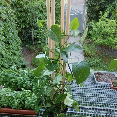 Khung đỡ cây trồng trong nhà (Plant support)