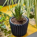 YASP - Một kiểu chậu trồng cây mọng nước khác (Vase Mode) - Thumbnail 5