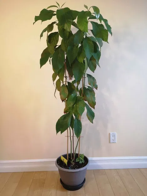 Dụng cụ ươm hạt bơ (Avocado Seed Holder) thông minh tiện lợi - Image 2