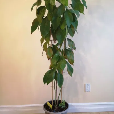 Dụng cụ ươm hạt bơ (Avocado Seed Holder) thông minh tiện lợi