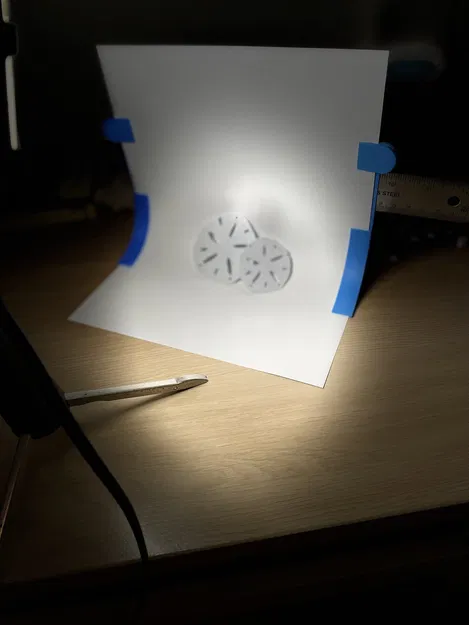 Mô hình Sand Dollar (đô la cát) trang trí 3D tinh tế - Image 2