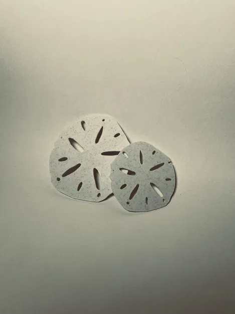 Mô hình Sand Dollar (đô la cát) trang trí 3D tinh tế - Image 3