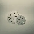 Mô hình Sand Dollar (đô la cát) trang trí 3D tinh tế - Thumbnail 3