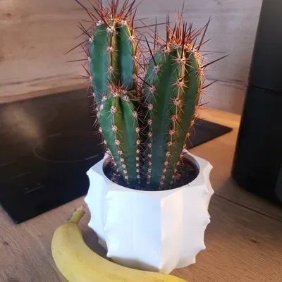 Cactus Vase Remix - Bình hoa xương rồng vừa vặn cho chậu cây 105mm