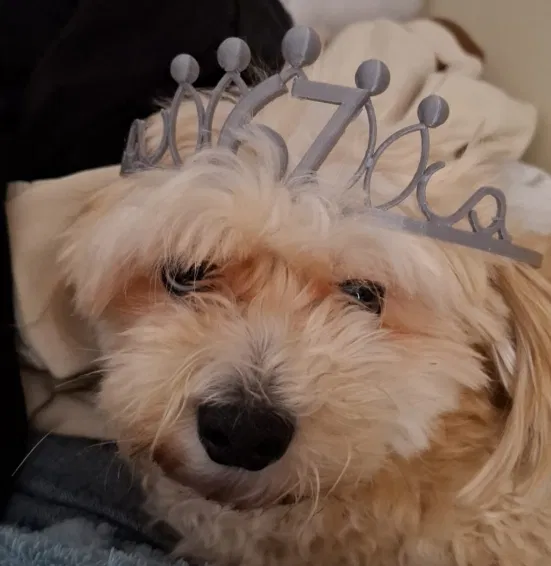 Mẫu vương miện 67 Tiara Crown độc đáo in 3D cho thú cưng - Image 1