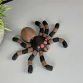 Mô hình nhện cử động linh hoạt (Flexi Spider) - Thumbnail 6