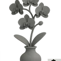 Hoa Lan Trong Chậu - Thumbnail 1
