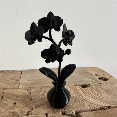 Hoa Lan Trong Chậu