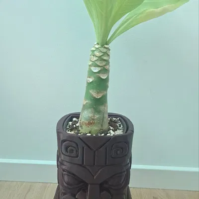 Chậu cây Tiki-Planter độc đáo