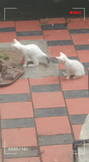 Đồ chơi mèo kèm lục lạc (Cat Toy With Rattle) - Thumbnail 1