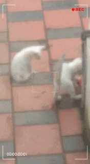 Đồ chơi mèo kèm lục lạc (Cat Toy With Rattle)