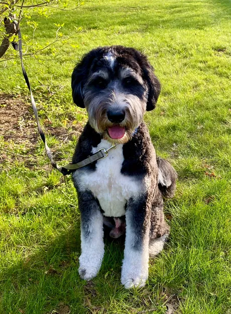 Tượng Chó Bernedoodle (In đa màu hoặc đơn sắc) - Image 7