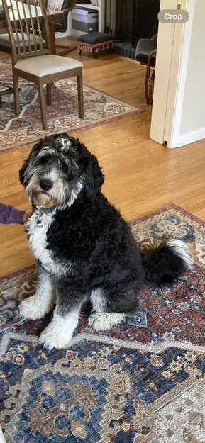 Tượng Chó Bernedoodle (In đa màu hoặc đơn sắc) - Image 8