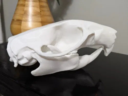 Mô hình hộp sọ chuột (Rat Skull) - Image 1