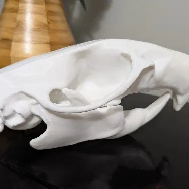 Mô hình hộp sọ chuột (Rat Skull)