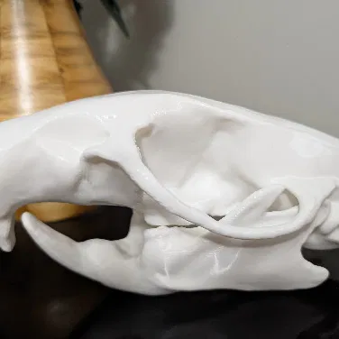 Mô hình hộp sọ chuột (Rat Skull)