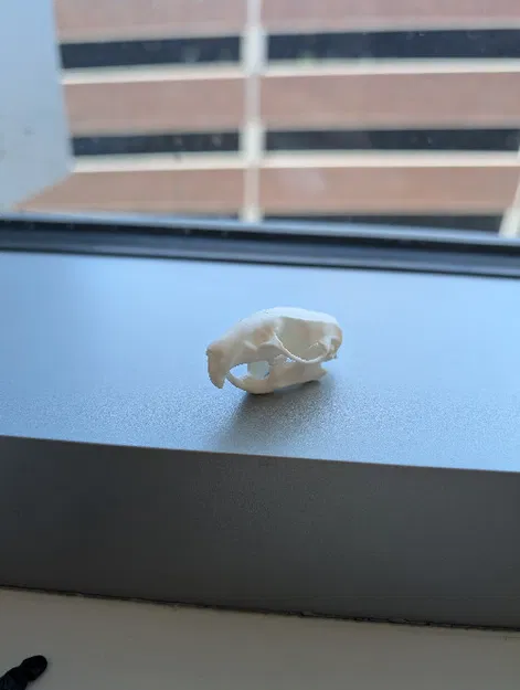 Mô hình hộp sọ chuột (Rat Skull) - Image 3