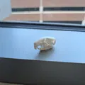 Mô hình hộp sọ chuột (Rat Skull) - Thumbnail 3