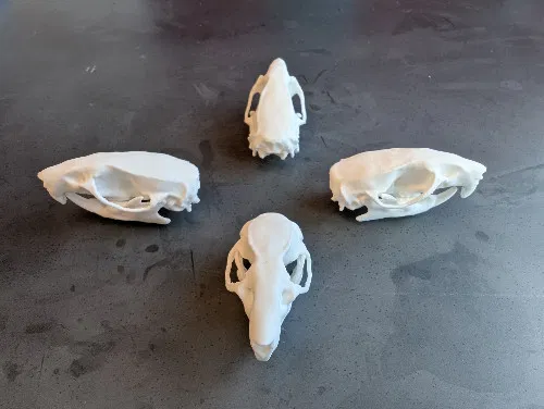 Mô hình hộp sọ chuột (Rat Skull) - Image 4