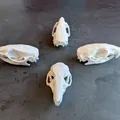 Mô hình hộp sọ chuột (Rat Skull) - Thumbnail 4