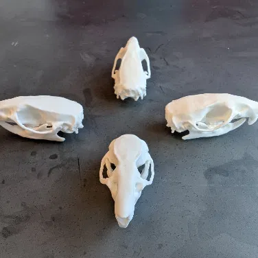 Mô hình hộp sọ chuột (Rat Skull)