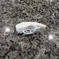 Mô hình hộp sọ chuột (Rat Skull) - Thumbnail 5