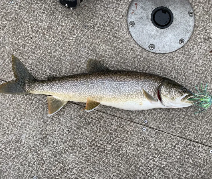 Bộ Starter Kit In 3D Cho Mồi Câu Trolling Fly - Image 6